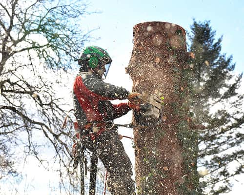 Mann fällt Baum mit Kettensäge