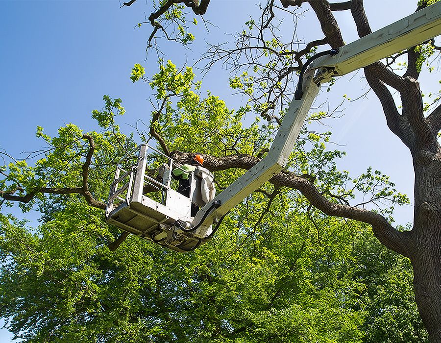 Bäume pflegen lassen Baum und Gartenpflege nahe Bremen