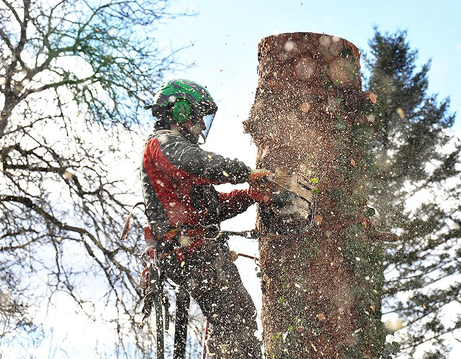 Mann fällt Baum mit Kettensäge