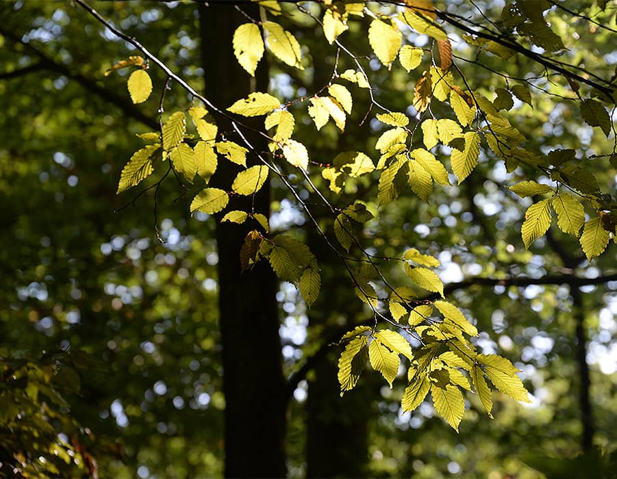 Äste mit Blattwerk von einem Baum